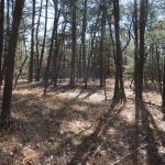 trees with leaves covering the ground