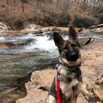 Dog in front of a small waterfall