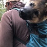 dog looking at camera from a backpack