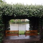 Two wooden porch swings hanging from a flower covered pergola