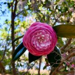 pink flower hiking near Wilmington