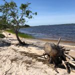 tree stump and trees in sand hiking near Wilmington
