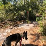 puppy on hiking trail