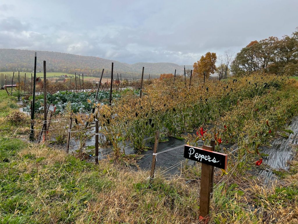 garden with row markers where one reads peppers