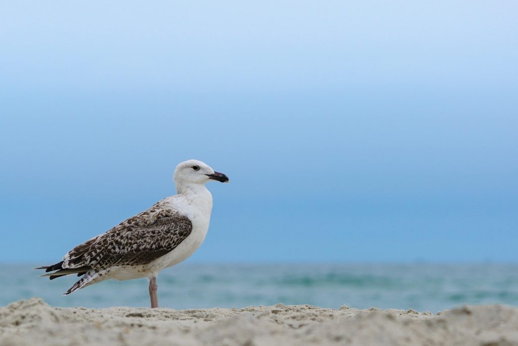 Seagull standing on the sand at one of the best beaches near Houston.