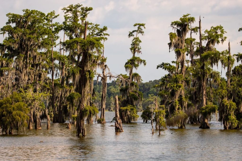 cypress trees in a swamp