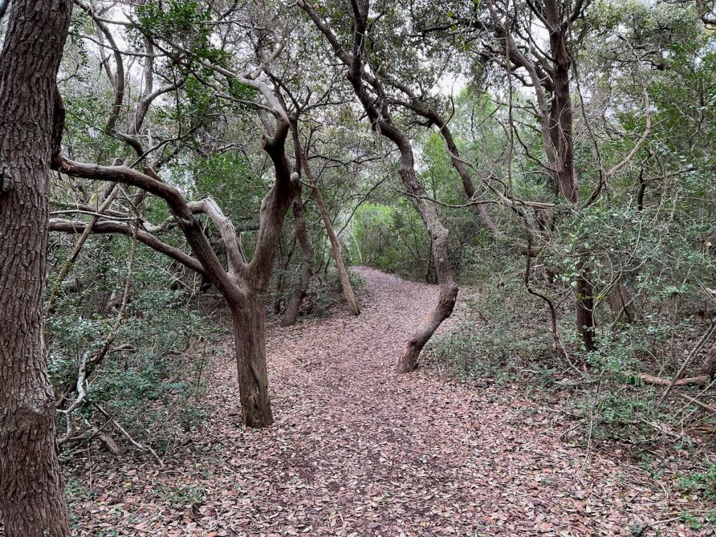 hiking trail with gnarly trees at one of the small beach towns in North Carolina