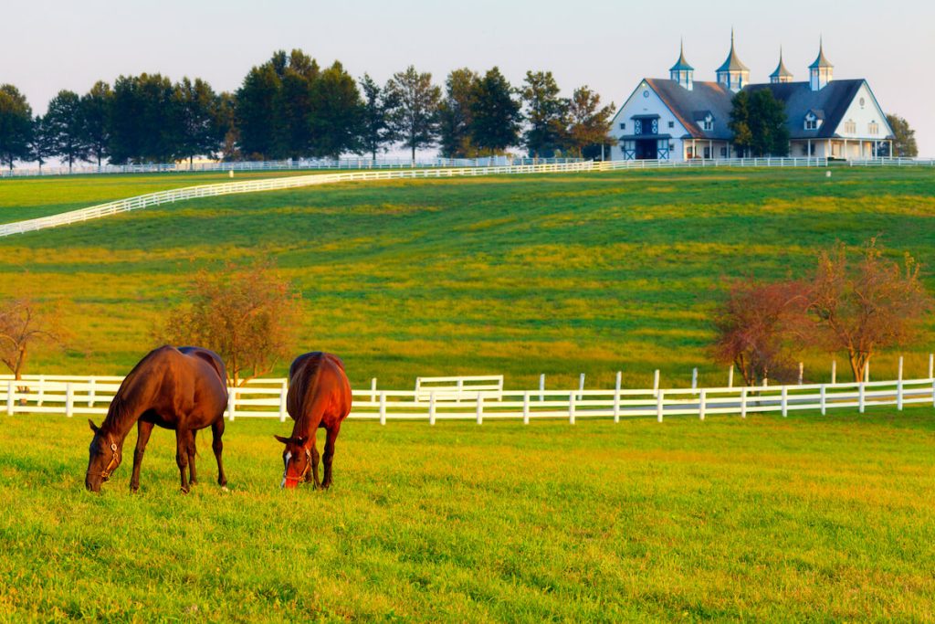 horses in a field with large barn in the background