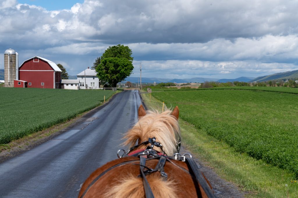 horse headed down a country lane with farms on both sides