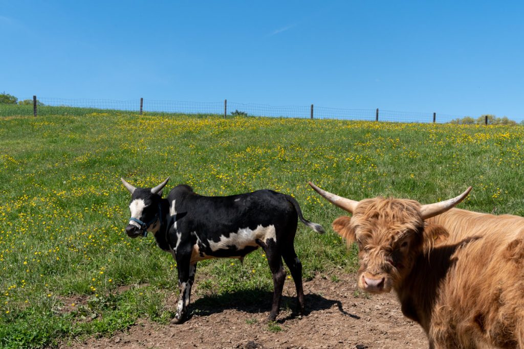 Scottish Highlander with another farm animal