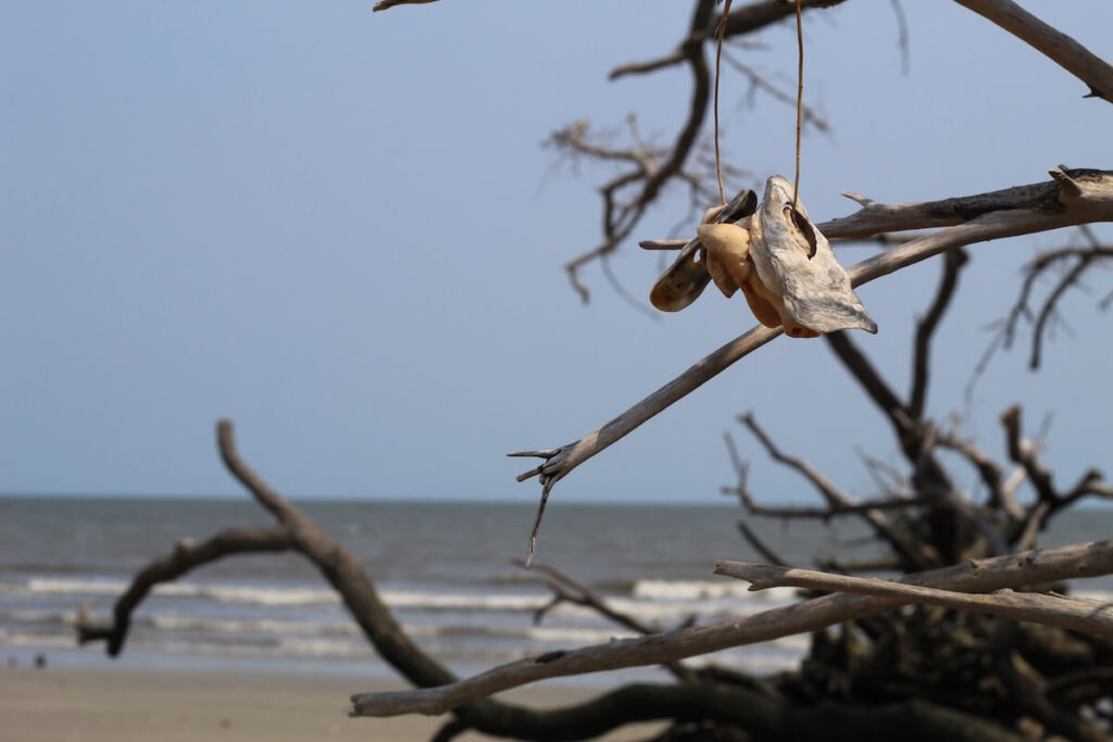 Sea shells hanging from driftwood at Edisto Island, one of the closest beaches to Asheville, NC.