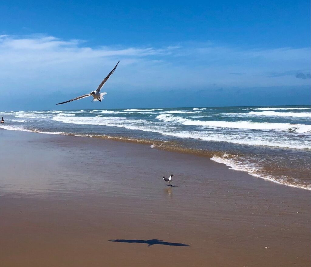One seagull flying and another walking on the sand out toward the ocean.