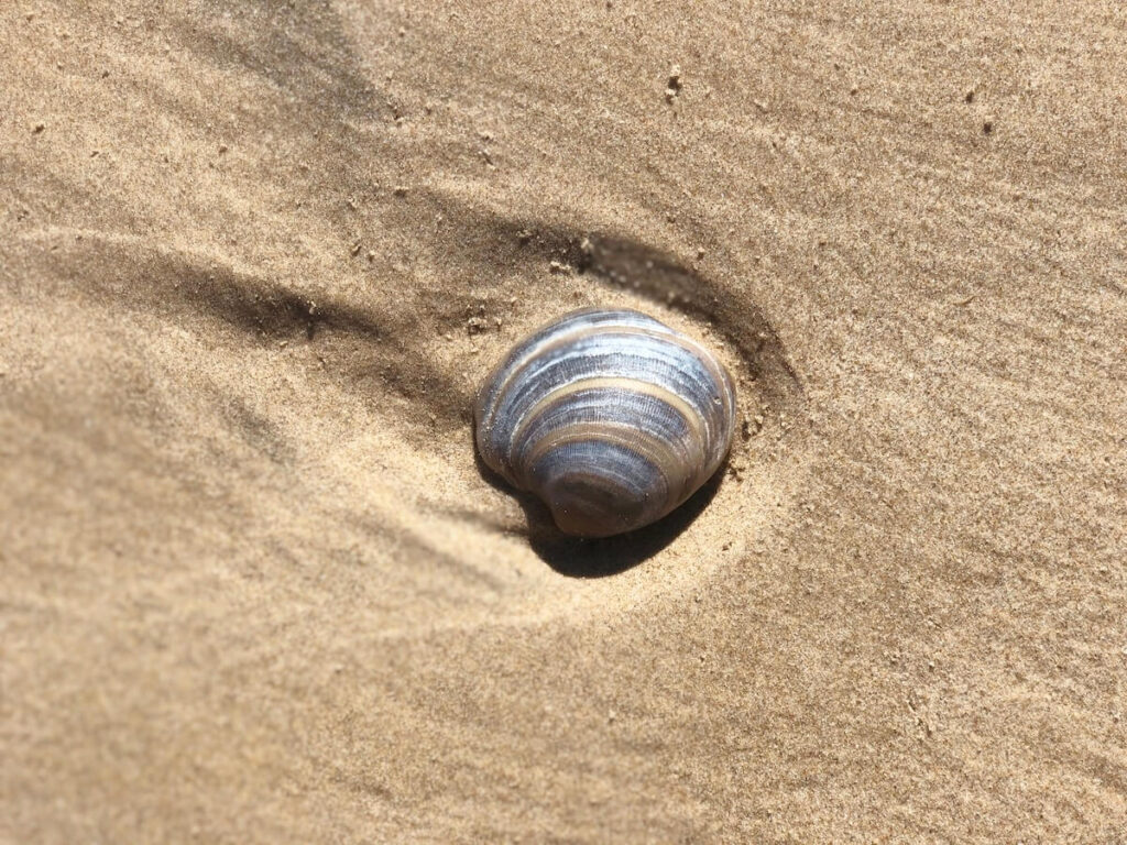 Seashell sitting in an indention in the sand.