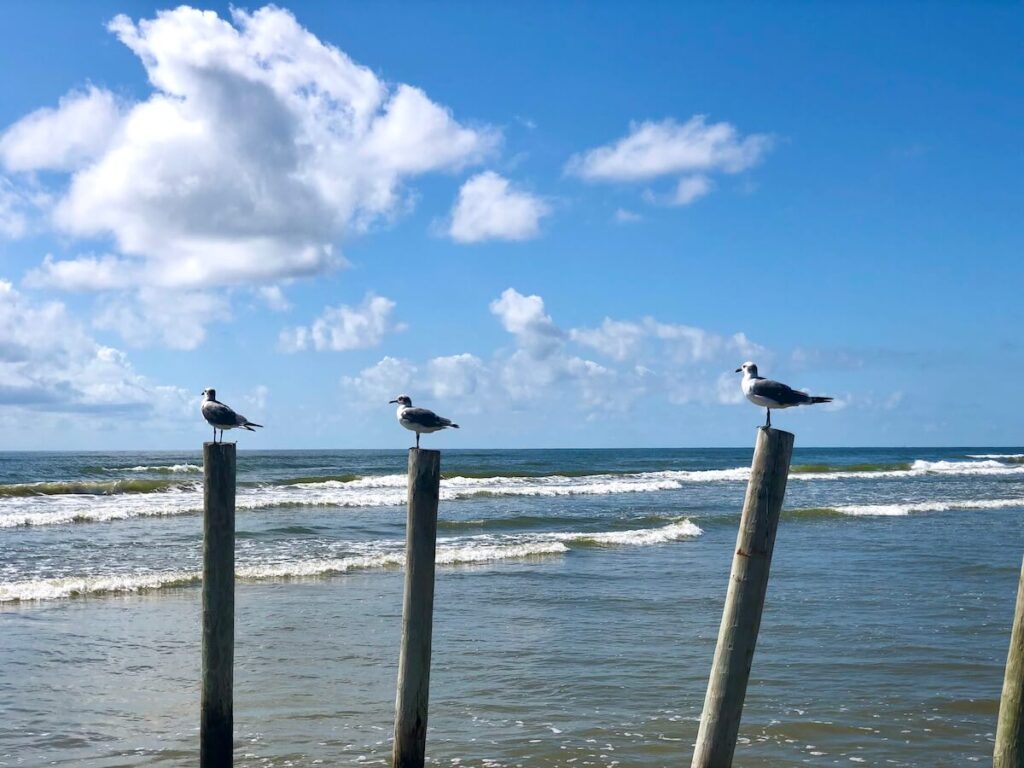 Seagulls sitting on wooden posts at the beach with waves in the background.