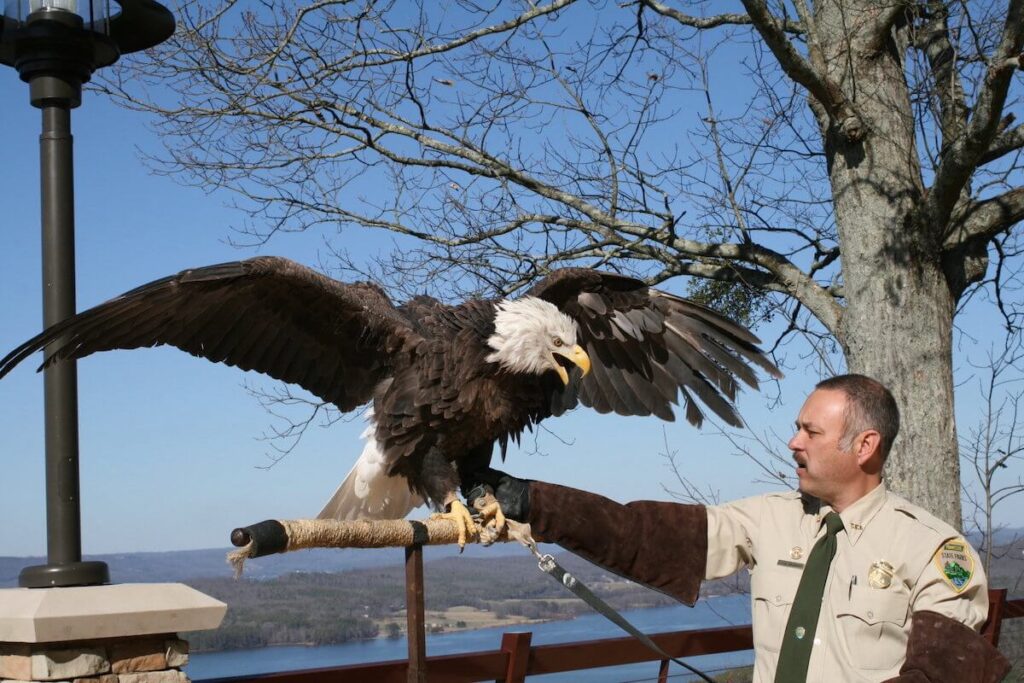 State park ranger standing beside adult bald eagle and holding its leg.