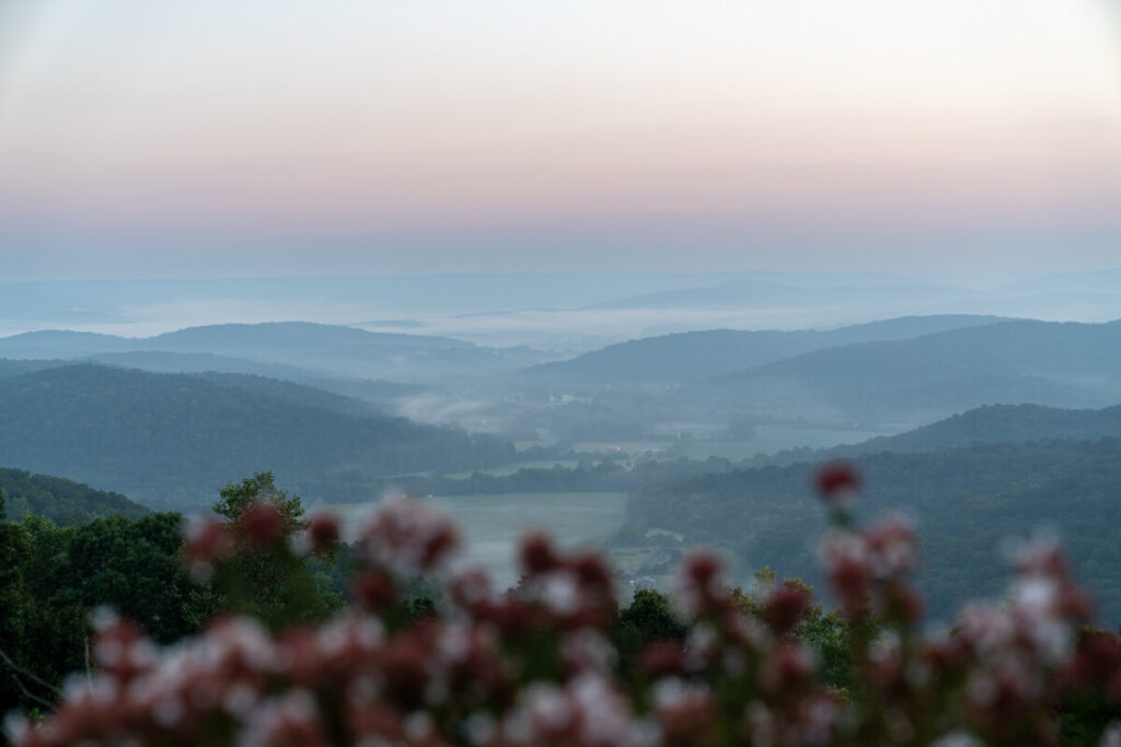 Cloud inversion at sunrise with blurred flowers in the foreground.