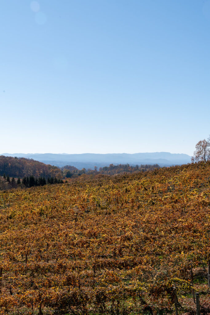 rows of golden grape vines in front of a mountain view