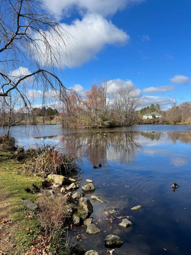 A large pond with ducks swimming on it at Virginia Tech, a great day trip from Mount Airy.