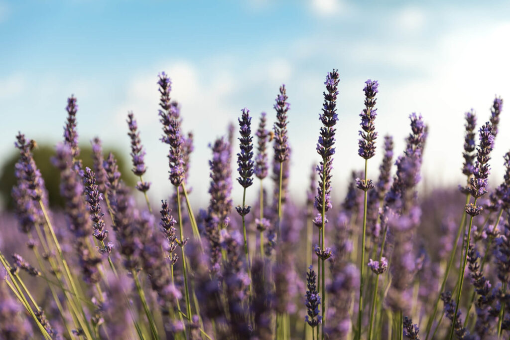 lavendar blooms