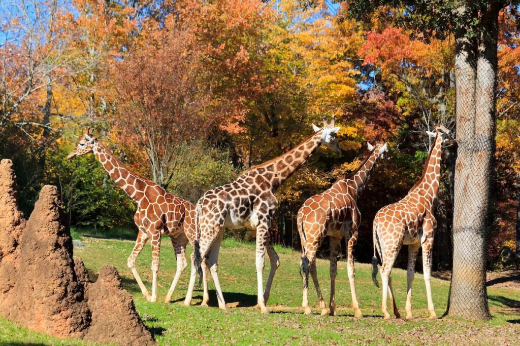 Four giraffes standing around some trees.