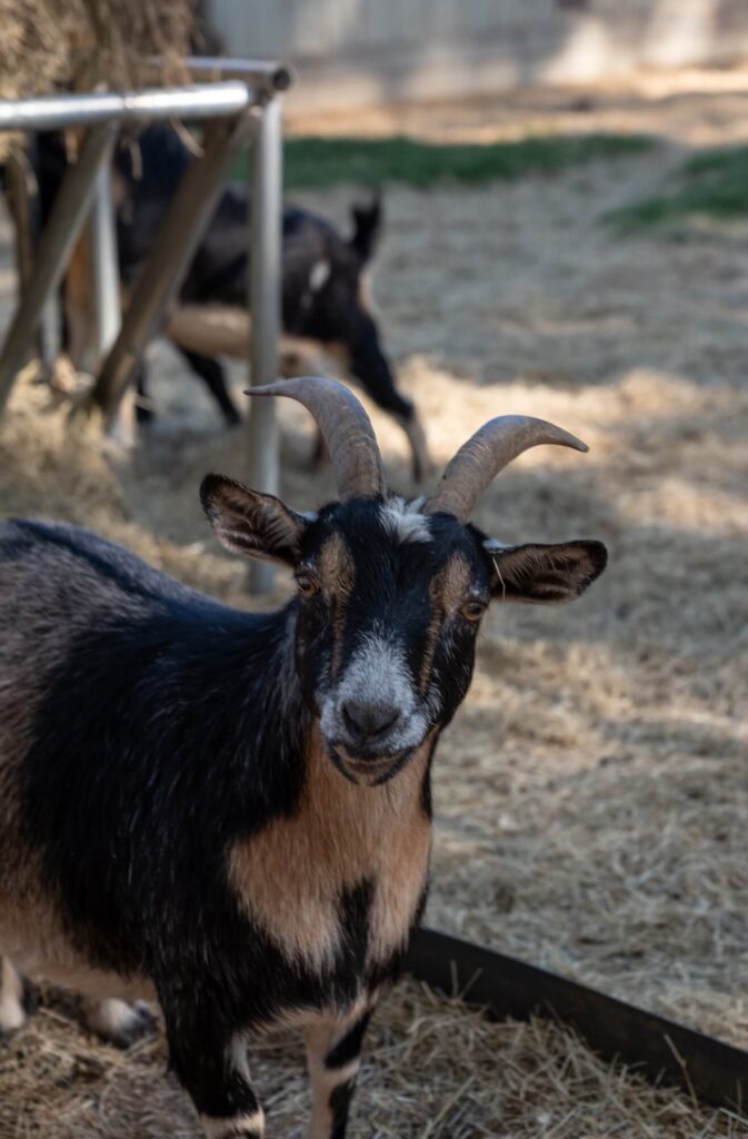 close up of a goat looking at the camera